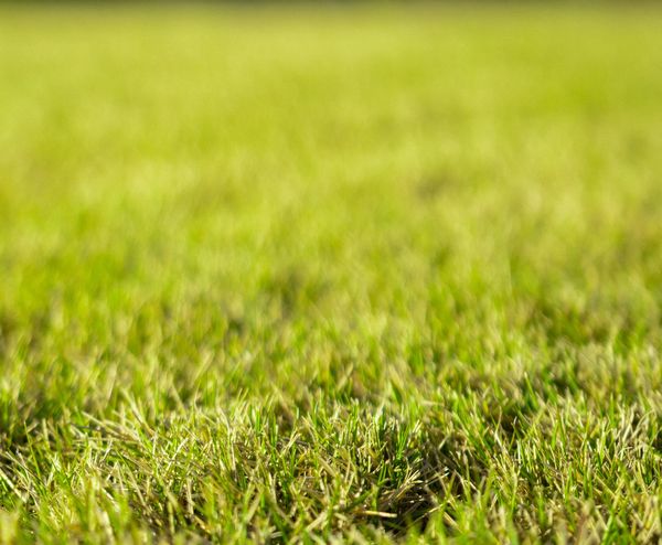Why Lawn Aeration Services Matter for Your Suburban Yard